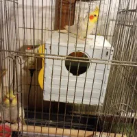 عروس هلندی|پرنده|خرمآباد (تنکابن), |دیوار