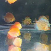 ماهی دیسکس 2اینچ|ماهی|زاهدان, |دیوار