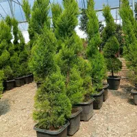 چوب بری وهرس کاری|خدمات باغبانی و درختکاری|چهارباغ, |دیوار