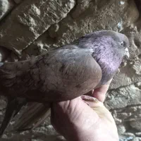 کبوتر پرشی|پرنده|اردکان, |دیوار