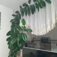 گل گوش فیلی زیبا و شاداب