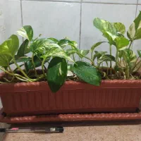 گل پتوس ابلق ( زعفرانی )|گل و گیاه طبیعی|بندر ماهشهر, |دیوار