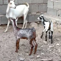 حامله و کوچک|حیوانات مزرعه|سمنان, |دیوار