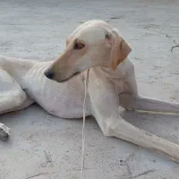 سگ تازی شکاری