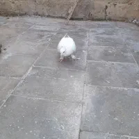 کفتر|پرنده|قم, آزادگان|دیوار