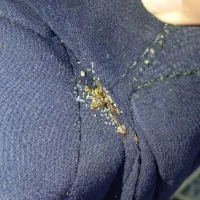 سمپاشی ساس پاکدشت سم پاشی سوسک« پاک »۱۰۰٪تظمینی