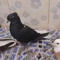 کبوتر رنگی|پرنده|کارون, |دیوار