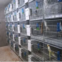 عروس هلندی مولد ۱۰ جفت