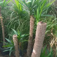 گل از همه مدل|گل و گیاه طبیعی|کرج, حصار|دیوار