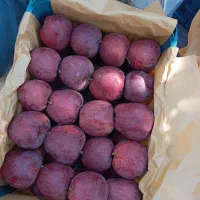 اجاره باغ سیب شما