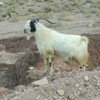 دبر داشتی