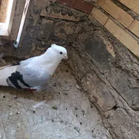 کبوتر نقش|پرنده|تفت, |دیوار