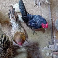۴ تا مرغ و خروس تزئینی|حیوانات مزرعه|مینودشت, |دیوار