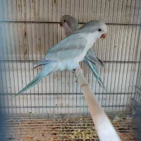 طوطی راهب زرد و ابی مولد کواکر