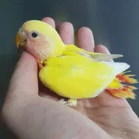 طوطی برزیلی جوجه دستی اوپال