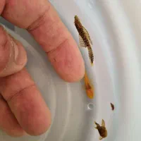 کت پوزه بوته سوپر باله مشکی و آلبینو در سه سایز|ماهی|اصفهان, آبشار|دیوار