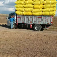 کاه گندوم.|لوازم جانبی حیوانات|اردبیل, |دیوار