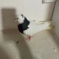 کبوتر|پرنده|ضیاء آباد, |دیوار