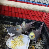 عروس هلندی|پرنده|یزد, |دیوار