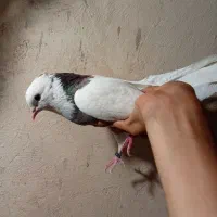کفتر
