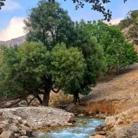 تور های شاد