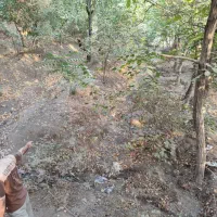 باغ ۲۳۰ متری زیر قیمت در باغات کرجین محمود آباد|فروش زمین و ملک کلنگی|کرج, محمود آباد|دیوار
