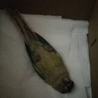 جوجه گرینچیک سرلاکی کاملا رام|پرنده|ری, شهادت|دیوار