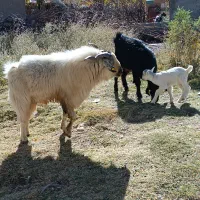 فروش کهره|حیوانات مزرعه|کرمان, |دیوار