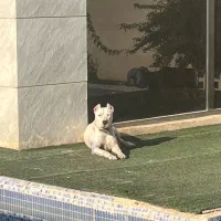 سگ داگو ارژانتینو