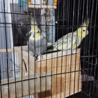 عروس هلندی|پرنده|تالش, هشتپر|دیوار