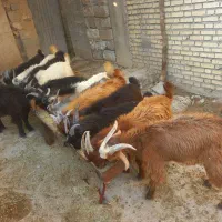 ۱۳ کهره نر رنگین یک دست