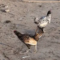 مرغ و خروس مینیاتوری یا سبرایت|حیوانات مزرعه|اردکان, |دیوار