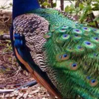 طاووس نرهندی بالق|پرنده|آمل, |دیوار