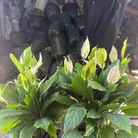 گل و گیاه آپارتمانی