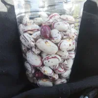 فروش حبوبات|خوردنی و آشامیدنی|سپیدار, |دیوار