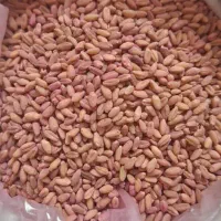 گندم کوه دشت عالی بوجاری شده|خدمات باغبانی و درختکاری|گنبد کاووس, |دیوار