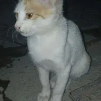 ملوس خانگی