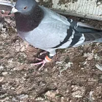 پرنده|پرنده|یاسوج, |دیوار