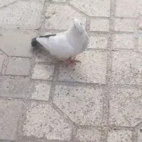 سه تا کفتر نر بیرونی|پرنده|شیراز, دارالرحمه|دیوار
