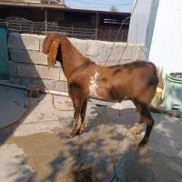 نر  بز هلندی بارنگ بندی خاص|حیوانات مزرعه|کرمانشاه, |دیوار