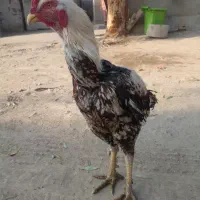 خروس لاری بسیارخوب قشنگ