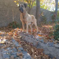 واگذاری سگ ماده