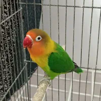 طوطی برازیلی ماده