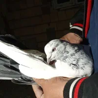 کبوتر گرفتنی