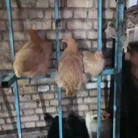 مرغ ویروس برهما|حیوانات مزرعه|نطنز, |دیوار