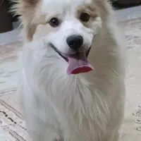 پامر اشپیتز نر اصیل|سگ|مشکین‌دشت, |دیوار