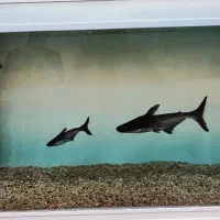 ماهی پنگوسی|ماهی|اهواز, پردیس|دیوار