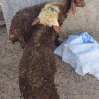 ۲عدد بره نروماده|حیوانات مزرعه|آبپخش, |دیوار