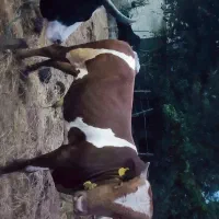 گاو نر|حیوانات مزرعه|شاندرمن, |دیوار