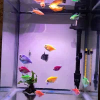 ماهی کالر مولی20عدد|ماهی|تبریز, |دیوار